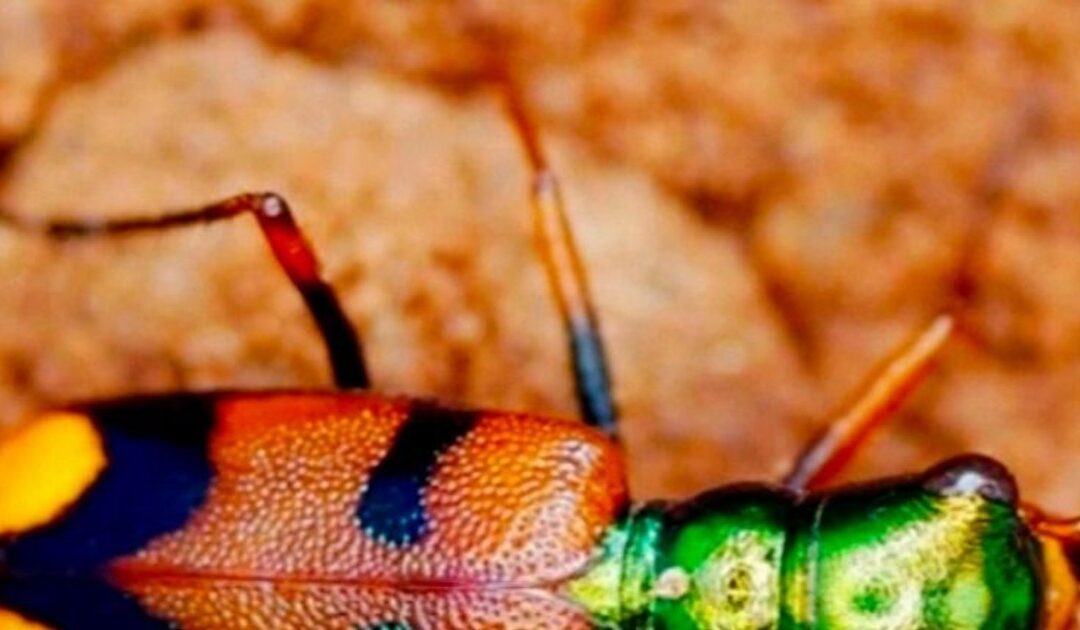 Estamos a horas de hacer historia: hoy es el último día para votar por el escarabajito chiquitano