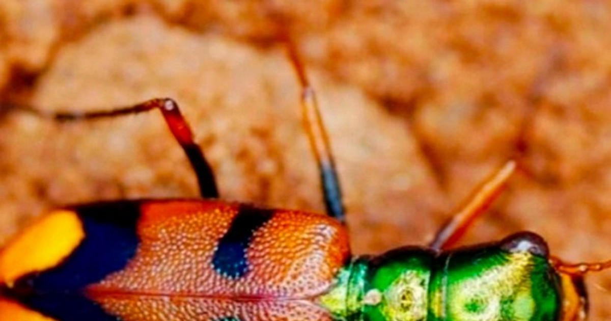 Estamos a horas de hacer historia: hoy es el último día para votar por el escarabajito chiquitano