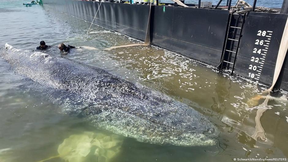 La ballena jorobada “Timmy” logra llegar a barcaza especial