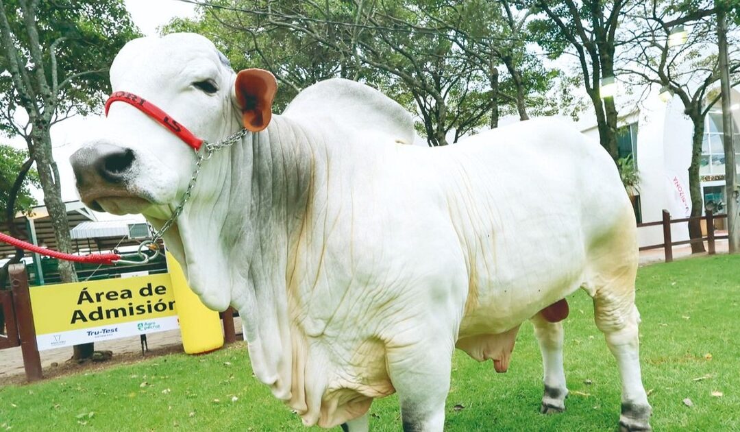Agropecruz  2026 inicia  con impulso productivo y vitrina genética bovina