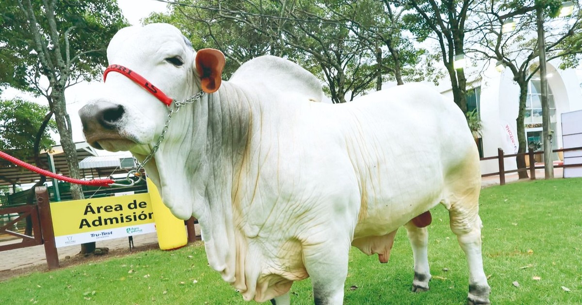 Agropecruz  2026 inicia  con impulso productivo y vitrina genética bovina