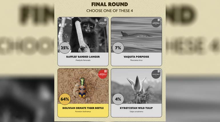 Bolivia en la cima: el escarabajo tigre lidera la gran final internacional