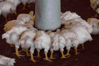 Más de 100.000 pollos mueren de hambre: “Estamos en estado de desesperación”, alertan los productores de Pocona