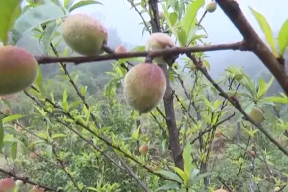 Bajan las temperaturas en los valles y los productores aplican técnicas para evitar pérdida de cultivos