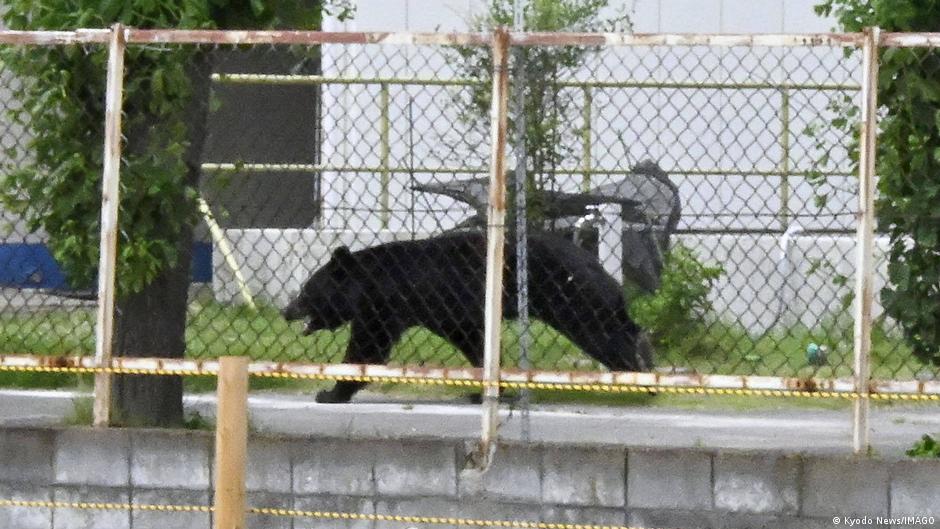 Oso alerta a ciudad japonesa y obliga cierre de 94 escuelas