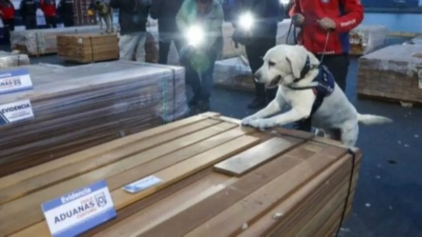 Las 1.080 toneladas de “narcomaderas” salieron principalmente de Pando, según fiscalía de Chile