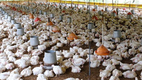 Precio del pollo cae a Bs 9,50 por kilo en Santa Cruz por sobreoferta tras los bloqueos