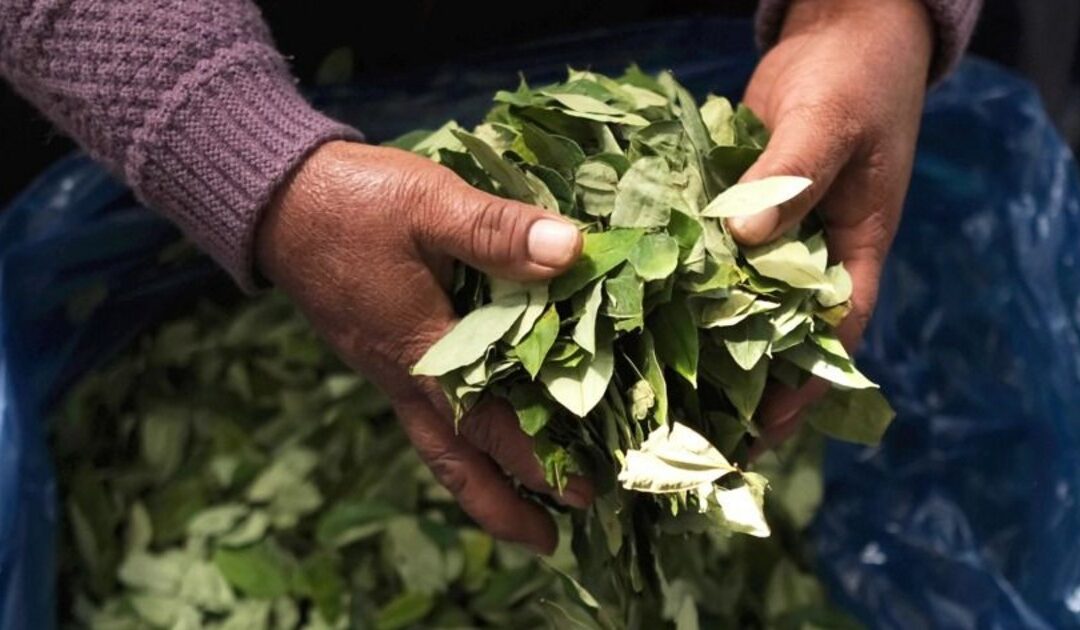 Gobierno de Paz lanza una nueva política antidroga tras el aumento de los cultivos de coca