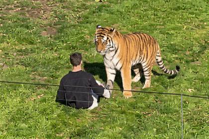 Un hombre muere tras ser atacado por un tigre en un zoológico británico